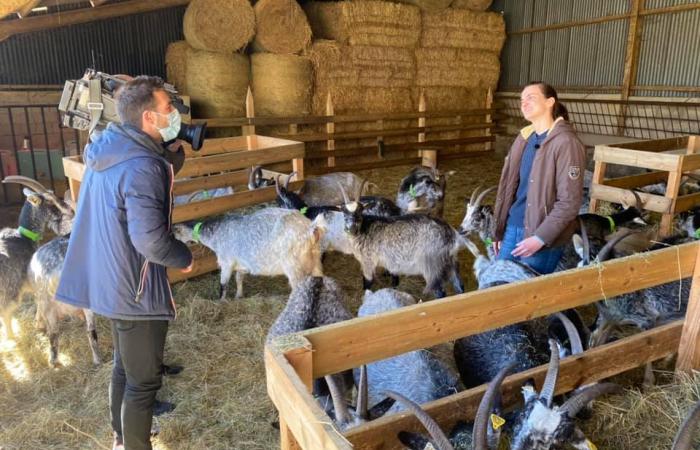 La chèvre de Lorraine s'épanouit à la ferme des Domoiselles