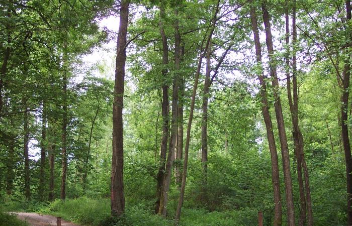 Le marché des forêts en France - Indicateur 2020