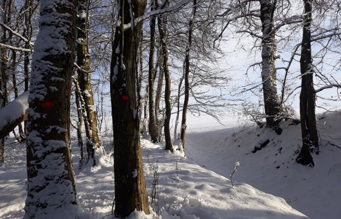 Forêt privée de Mognéville, des aménagements fonciers pour optimiser la gestion des parcelles.