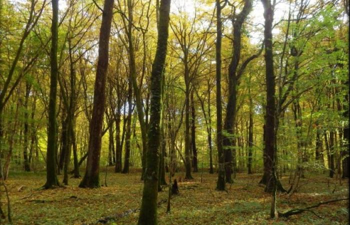  La gestion durable d’un massif forestier en Meuse : l’objectif commun de la Safer Grand Est et du GROUPE CAM